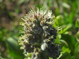 Solenanthus circinnatus. Соцветие. Казахстан, Восточно-Казахстанская обл., Маркакольский р-н, горы Дэрельбиигы, пер. Мраморный, заросли кустарников. 29.04.2026.
