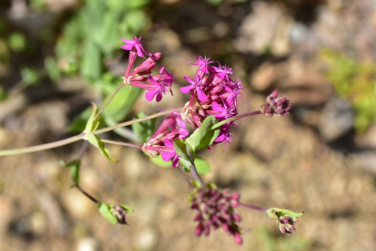Image of Silene compacta specimen.