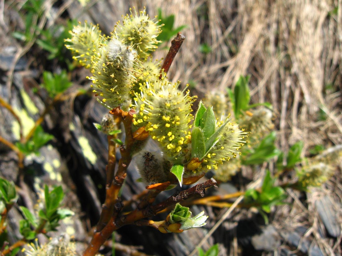 Image of Salix apoda specimen.