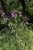 Hesperis matronalis