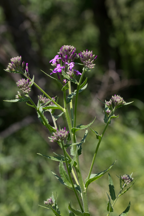 Image of Hesperis matronalis specimen.