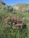 Lonicera caprifolium