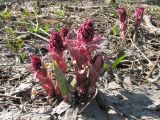 Petasites hybridus