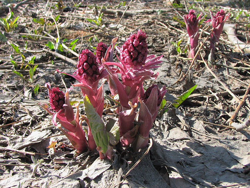 Image of Petasites hybridus specimen.