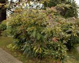 Mahonia bealei