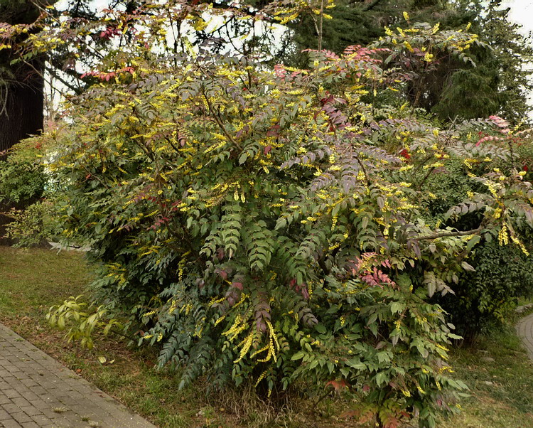 Image of Mahonia bealei specimen.