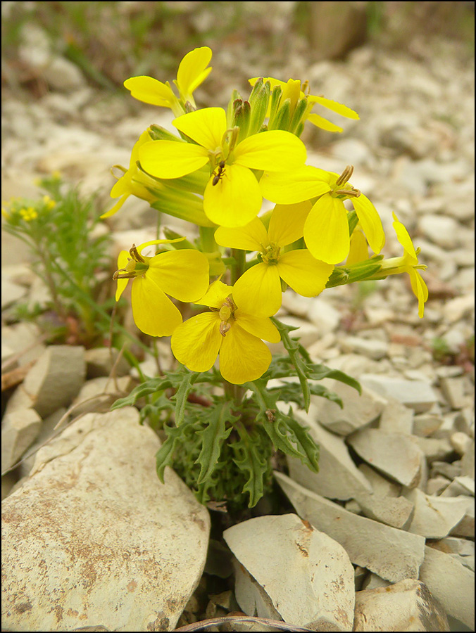 Image of Erysimum callicarpum specimen.