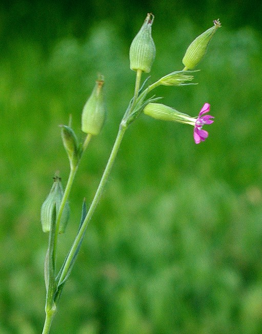 Image of Pleconax conica specimen.