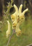 Aconitum barbatum