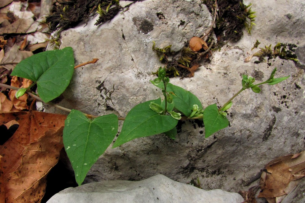 Image of Fallopia dumetorum specimen.