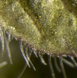 Elsholtzia pseudocristata