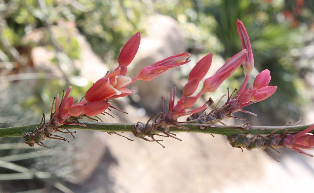 Image of Hesperaloe parviflora specimen.