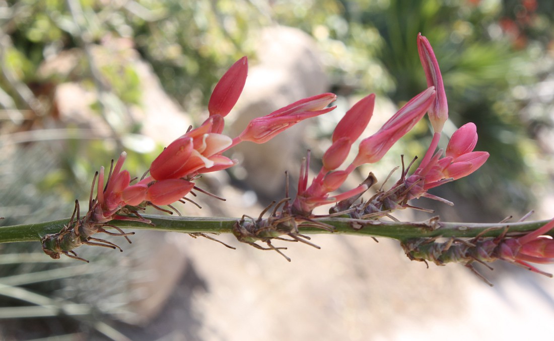 Изображение особи Hesperaloe parviflora.