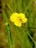 Ranunculus lingua