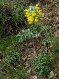 Phlomoides speciosa. Цветущее растение. Казахстан, Жамбылская обл., Кордайский р-н, предгорья хр. Жетыжол. 09.05.2011.