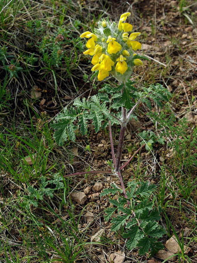 Image of Phlomoides speciosa specimen.