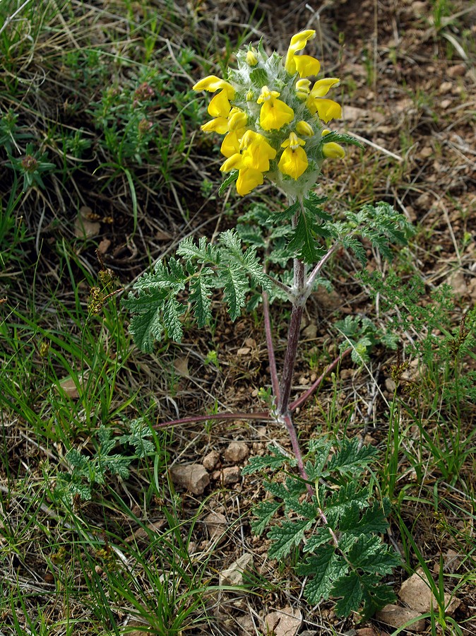 Изображение особи Phlomoides speciosa.