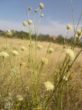 Cephalaria uralensis