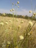 Cephalaria uralensis