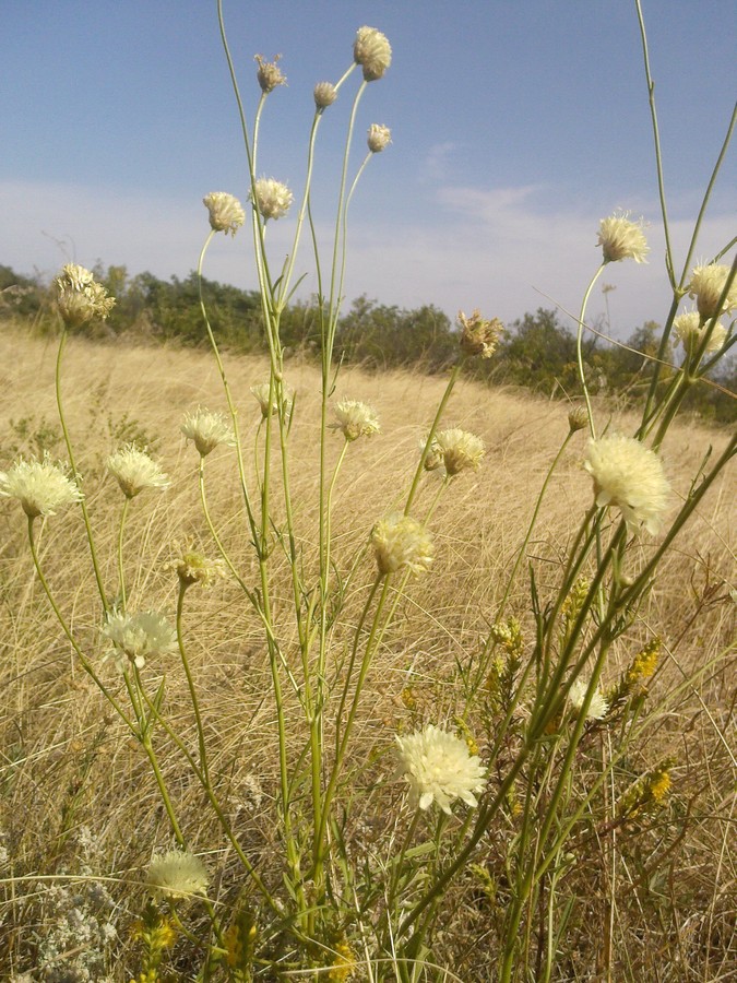 Изображение особи Cephalaria uralensis.