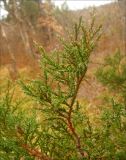 Juniperus foetidissima. Верхушка веточки. Черноморское побережье Кавказа, Новороссийск, южнее мыса Шесхарис, поляна в грабинниковом лесу. 3 декабря 2011 г.