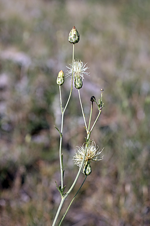 Изображение особи Rhaponticoides kultiassovii.