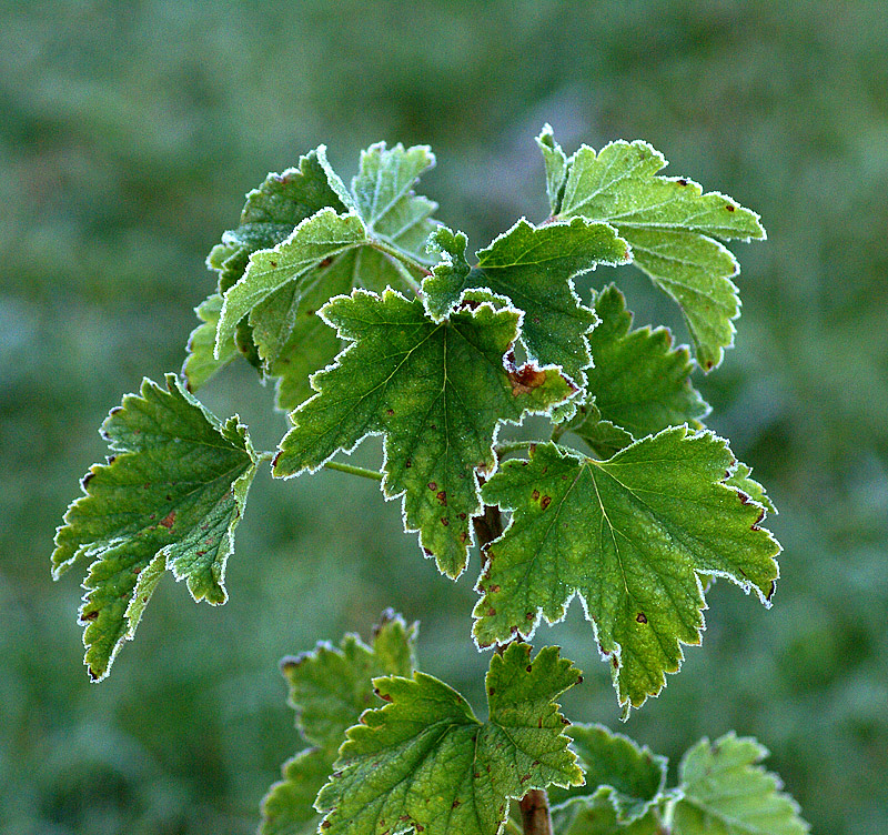 Изображение особи Ribes nigrum.