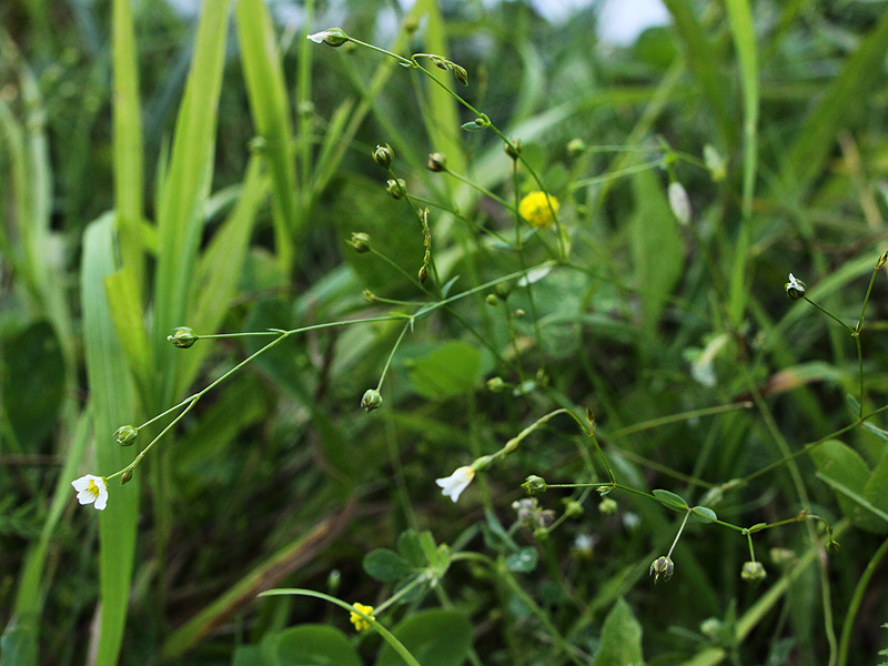 Изображение особи Linum catharticum.