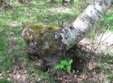 Betula pendula. Нетипичное основание ствола. Архангельская обл., Приморский р-н, окр. г. Северодвинск, березняк. 29.05.2011.