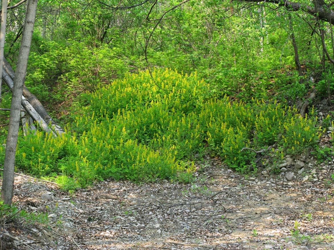 Изображение особи Corydalis speciosa.