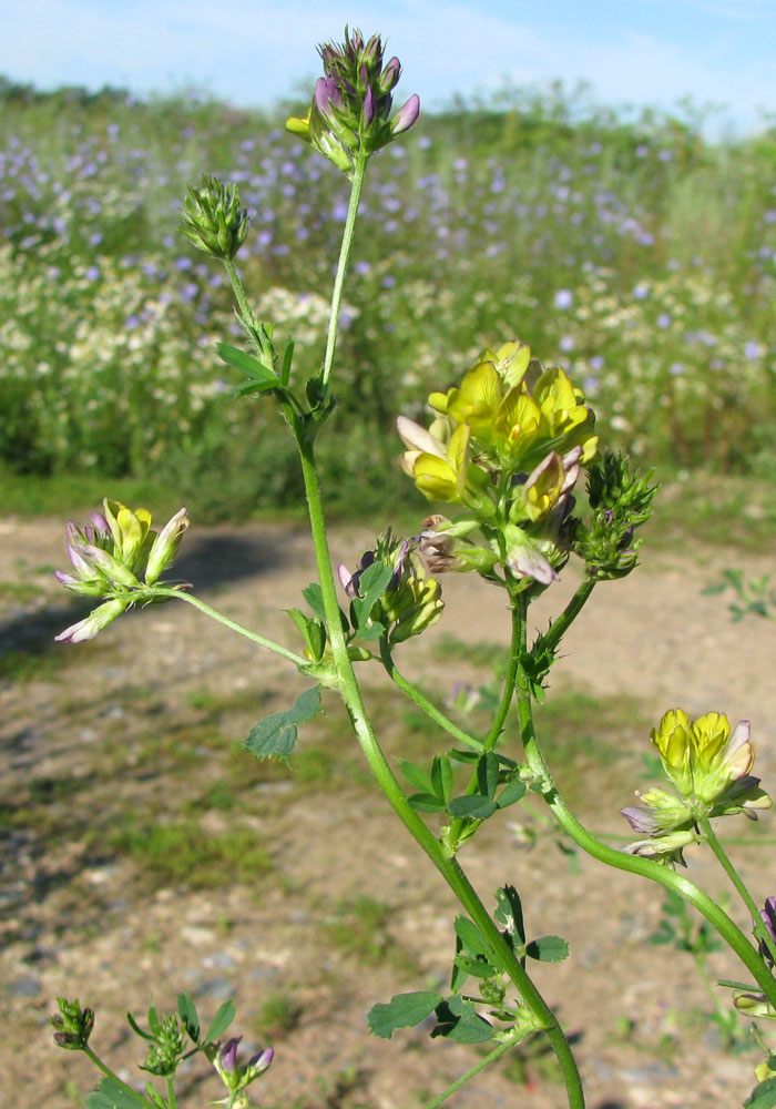 Image of Medicago &times; varia specimen.