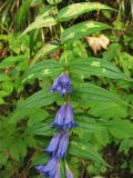 Gentiana asclepiadea. Часть цветущего побега (некоторые листья поражены минирующими насекомыми). Украина, Закарпатская обл., Раховский р-н, 700 м н.у.м., в смешанном лесу. 28 августа 2008 г.