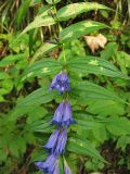 Gentiana asclepiadea