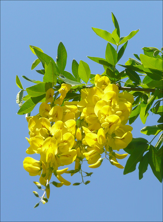 Изображение особи Laburnum anagyroides.