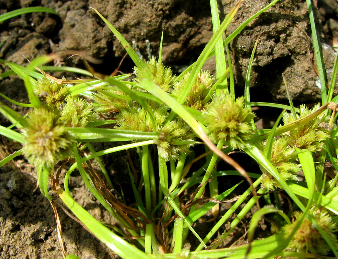 Изображение особи Cyperus michelianus.