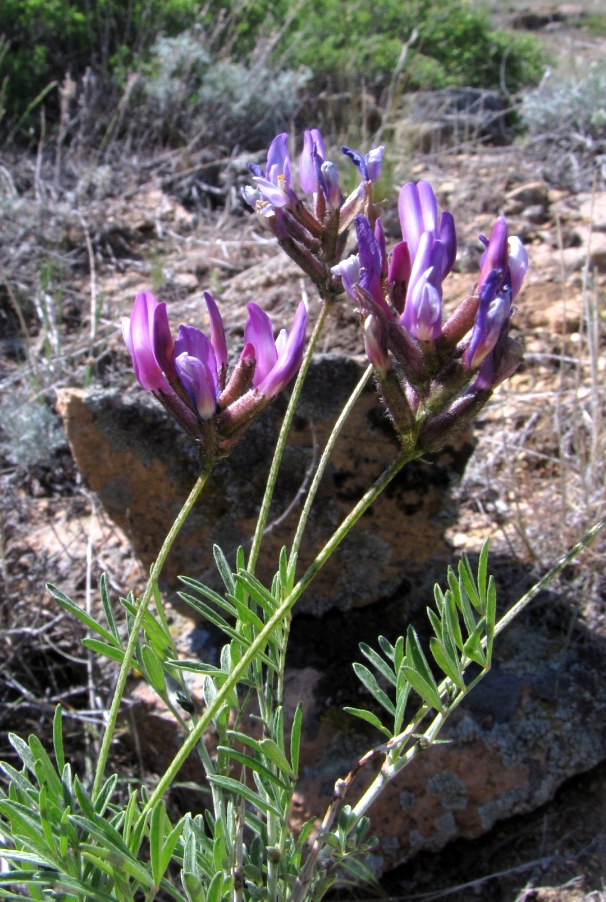 Изображение особи Astragalus arcuatus.