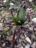 Taraxacum marklundii