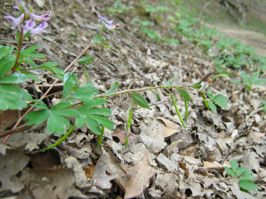 Изображение особи Corydalis paczoskii.