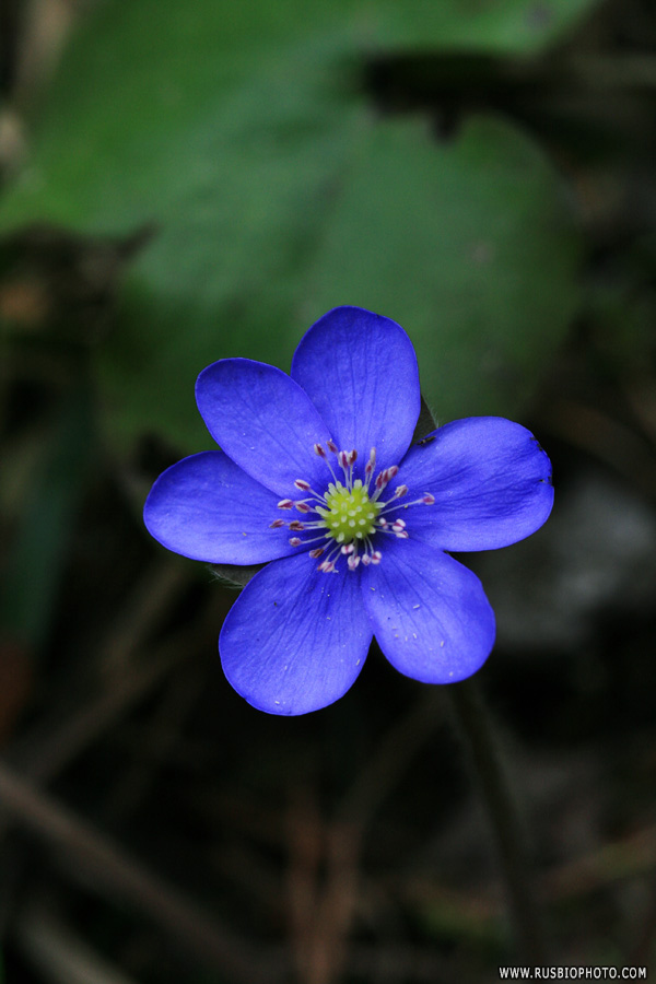 Image of Hepatica nobilis specimen.