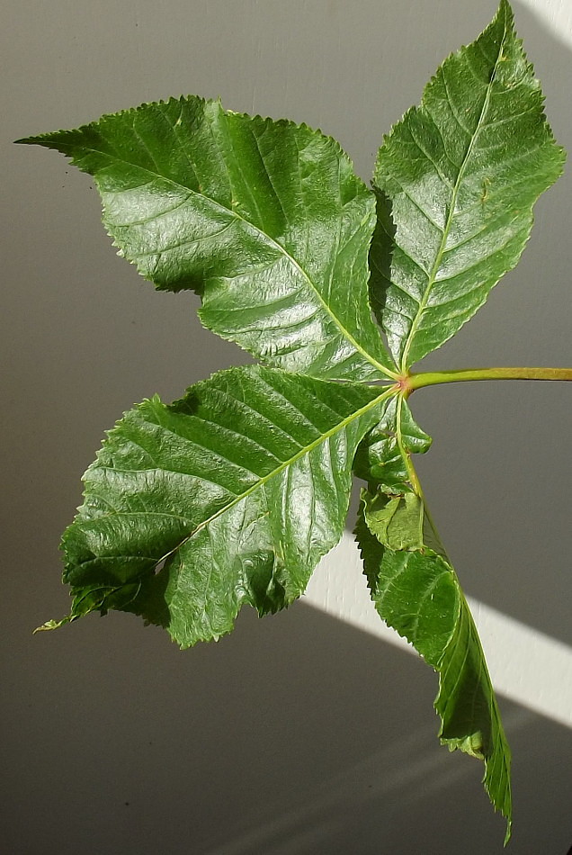 Image of Aesculus &times; carnea specimen.