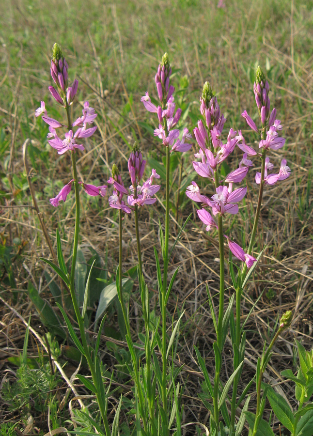 Изображение особи Polygala major.