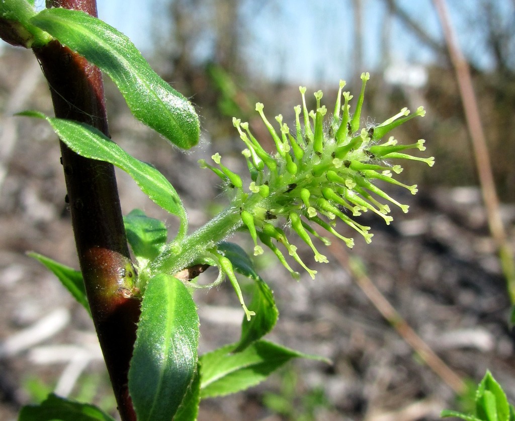 Изображение особи Salix &times; myrtoides.