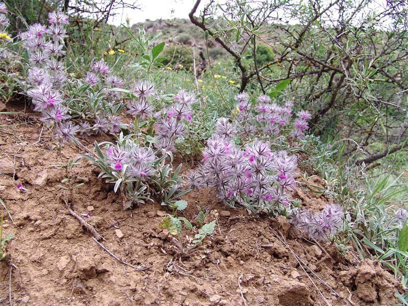 Изображение особи Stachys lavandulifolia.