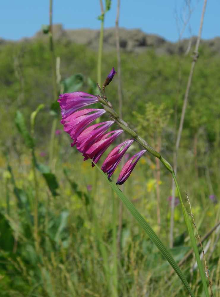 Image of Gladiolus imbricatus specimen.