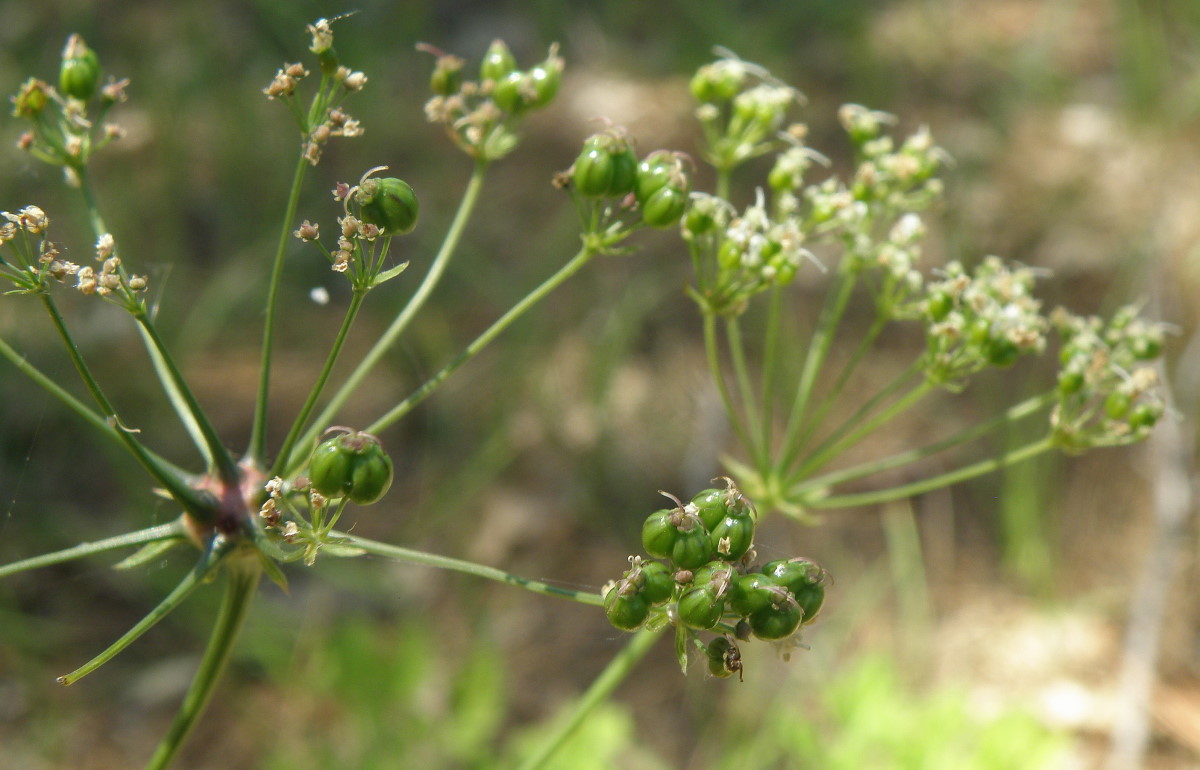 Изображение особи Physospermum cornubiense.
