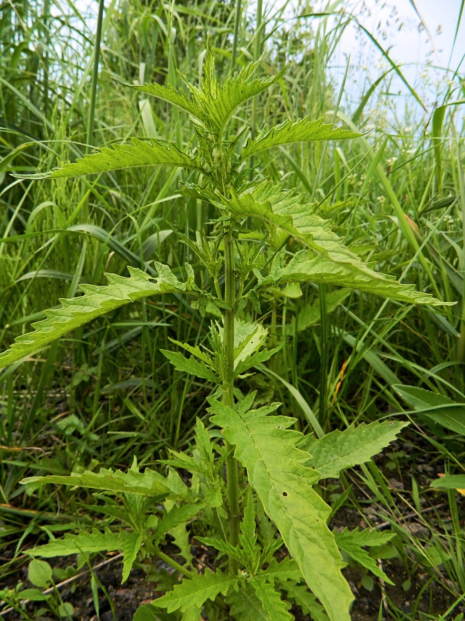 Image of Lycopus europaeus specimen.