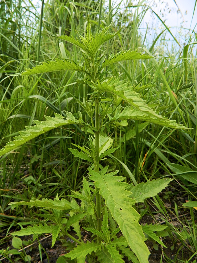 Изображение особи Lycopus europaeus.