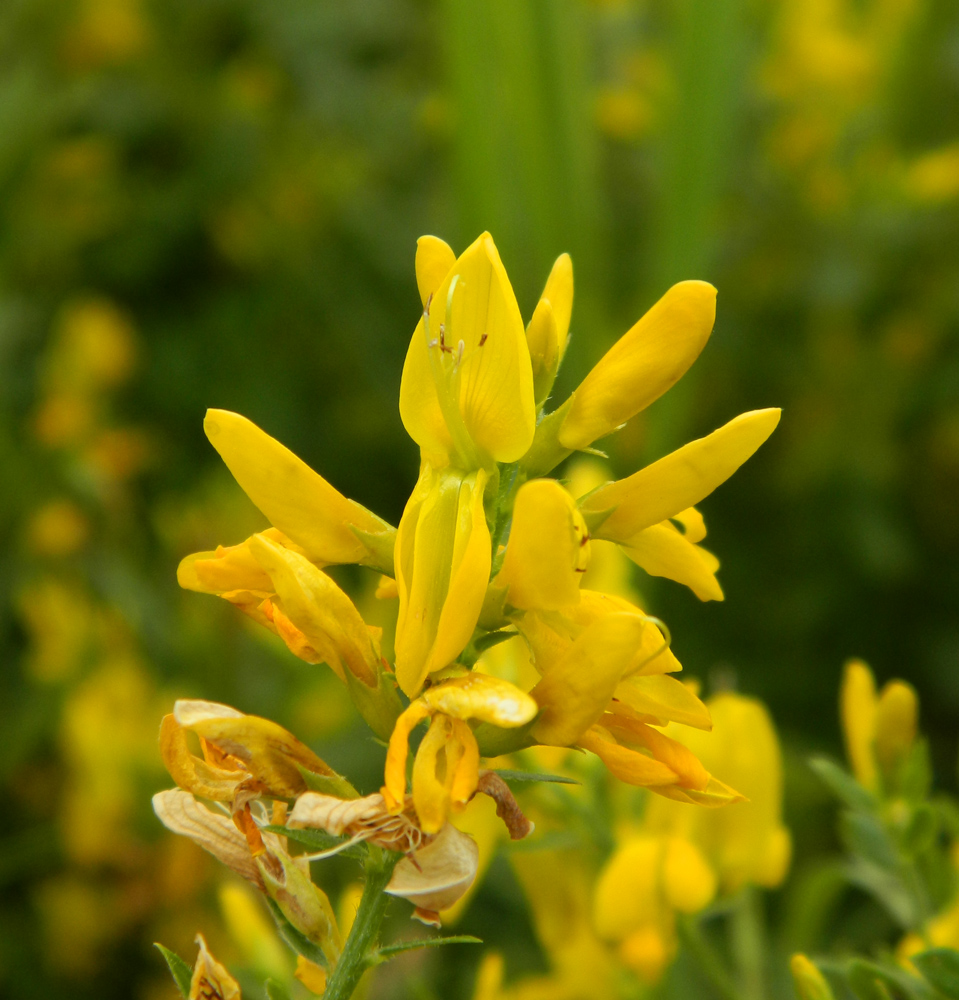 Image of Genista tinctoria specimen.