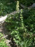 Aconitum rogoviczii