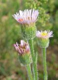 Erigeron orientalis. Соцветие с ползущим краснотелковым клещом. Крым, Ялтинская яйла. 15 июля 2012 г.